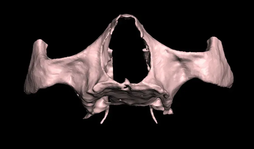 Biomodelos